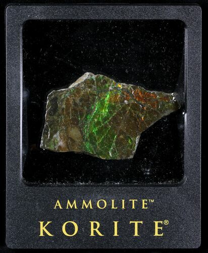 Brilliant Iridescent Ammolite With Display Case #31690